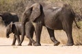Elephant cow and calf wet walking over a dry road protecting Royalty Free Stock Photo