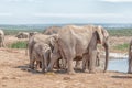 Elephant cow pooing while a calf eats the dung Royalty Free Stock Photo