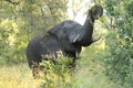 Elephant eating leaves from tree in beautiful landscape of South Africa