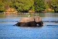 Elephant in the Zambezi River Royalty Free Stock Photo