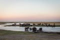 Elephant crossing at the chobe river