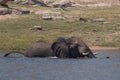 Elephant crossing the Chobe river in Botswana. Royalty Free Stock Photo