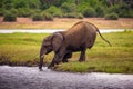 Elephant crossing the Chobe River in Chobe National Park, Botswana Royalty Free Stock Photo