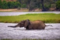 Elephant crossing the Chobe River in Chobe National Park, Botswana Royalty Free Stock Photo