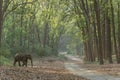 Elephant crossing the Main road amidst the Saal Trees