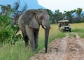 Elephant crossing the path of a game drive vehicle on safari.