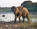 Elephant crossing a river