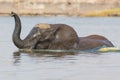 Elephant crossing river with trunk out of water Royalty Free Stock Photo