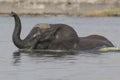 Elephant crossing a river with trunk out of the water Royalty Free Stock Photo