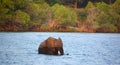 Elephant crossing a river at the Zambezi National Park Royalty Free Stock Photo