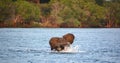 Elephant crossing a river at the Zambezi National Park Royalty Free Stock Photo