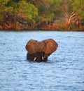 Elephant crossing a river at the Zambezi National Park Royalty Free Stock Photo