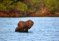 Elephant crossing a river at the Zambezi National Park is a national park Royalty Free Stock Photo