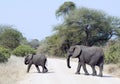 Elephant is crossing a road