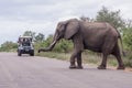 An elephant crossing the road