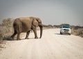 Elephant Crossing the Road