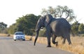 Elephant crossing the road in Kruger National Park