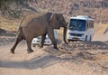 Elephant crossing a road