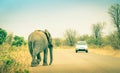 Elephant crossing the road at safari in Kruger Park