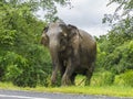 Elephant crossing the road in Srilanka