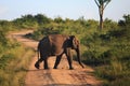 Elephant crossing the road in Udavalave national park , Sri Lank