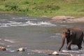 Elephant crossing stream Royalty Free Stock Photo
