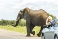 Elephant crossing street in Kruger Park