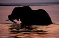 Elephant crossing the Zambezi River at sunset in pink. Zambia. Royalty Free Stock Photo