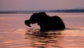 Elephant crossing the Zambezi River at sunset in pink. Zambia. Royalty Free Stock Photo