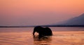 Elephant crossing the Zambezi River at sunset in pink. Zambia. Royalty Free Stock Photo