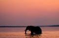 Elephant crossing the Zambezi River at sunset in pink. Zambia. Royalty Free Stock Photo