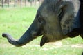 Elephant cub Royalty Free Stock Photo