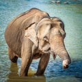 Elephant cub bathing Royalty Free Stock Photo