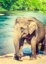 Elephant cub bathing in a river. Royalty Free Stock Photo