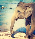 Elephant cub bathing in a river. Royalty Free Stock Photo