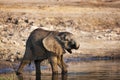 Elephant cub drinking water in the Chobe River, Chobe National Park, in Botswana Royalty Free Stock Photo