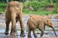 Elephant with cub in river, Pinnawala, Sri Lanka Royalty Free Stock Photo