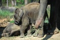 Elephant cubs Royalty Free Stock Photo