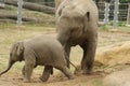 Elephant cub upbringing Royalty Free Stock Photo