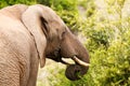 Elephant with curled up trunk Royalty Free Stock Photo