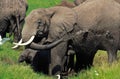 ELEPHANT D`AFRIQUE loxodonta africana