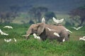 ELEPHANT D`AFRIQUE loxodonta africana