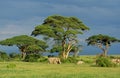 ELEPHANT D`AFRIQUE loxodonta africana