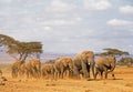 ELEPHANT D`AFRIQUE loxodonta africana