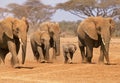 ELEPHANT D`AFRIQUE loxodonta africana