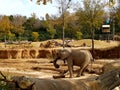 Elephant in Dallas zoo