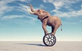 Elephant dance on wheel. Horse power and speed concept. T Royalty Free Stock Photo