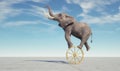 Elephant dancing on a wheel