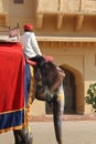 Elephant decorated with traditional painted patterns