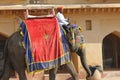 Elephant decorated with traditional painted patterns